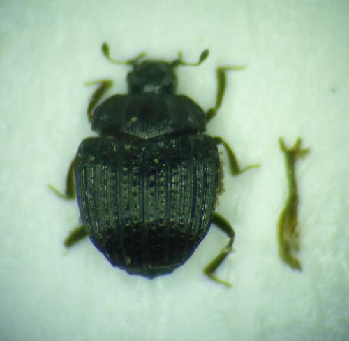 Onthophilus striatus striatus